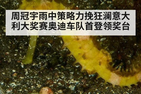 周冠宇雨中策略力挽狂澜意大利大奖赛奥迪车队首登领奖台